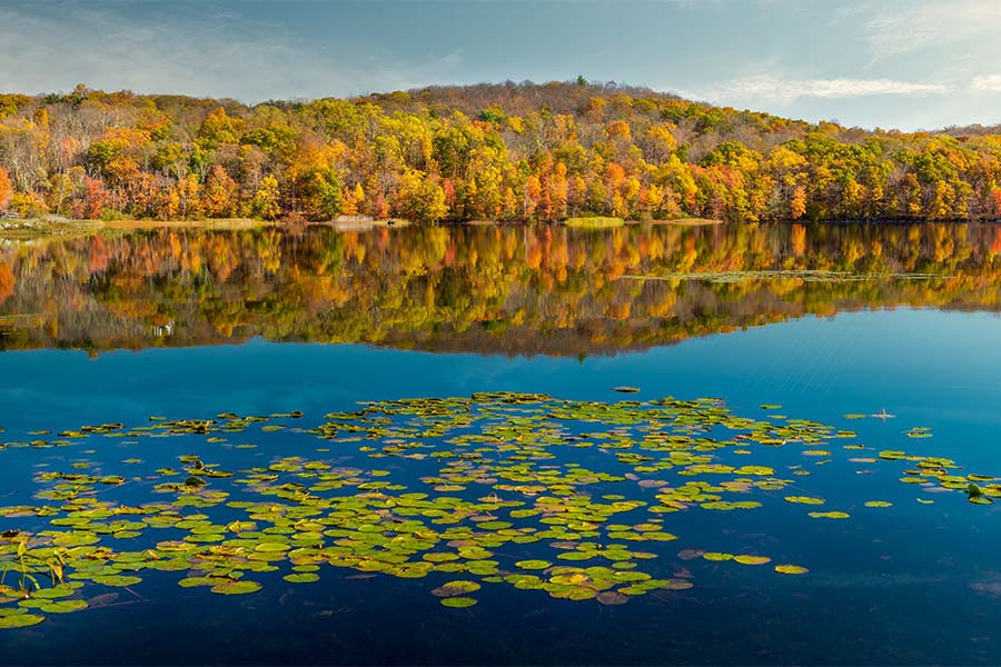 Ringwood NJ - Scenic View Water Lillies Floating on a Calm Lake Surrounded by Colorful Fall Foliage in Ringwood New Jersey